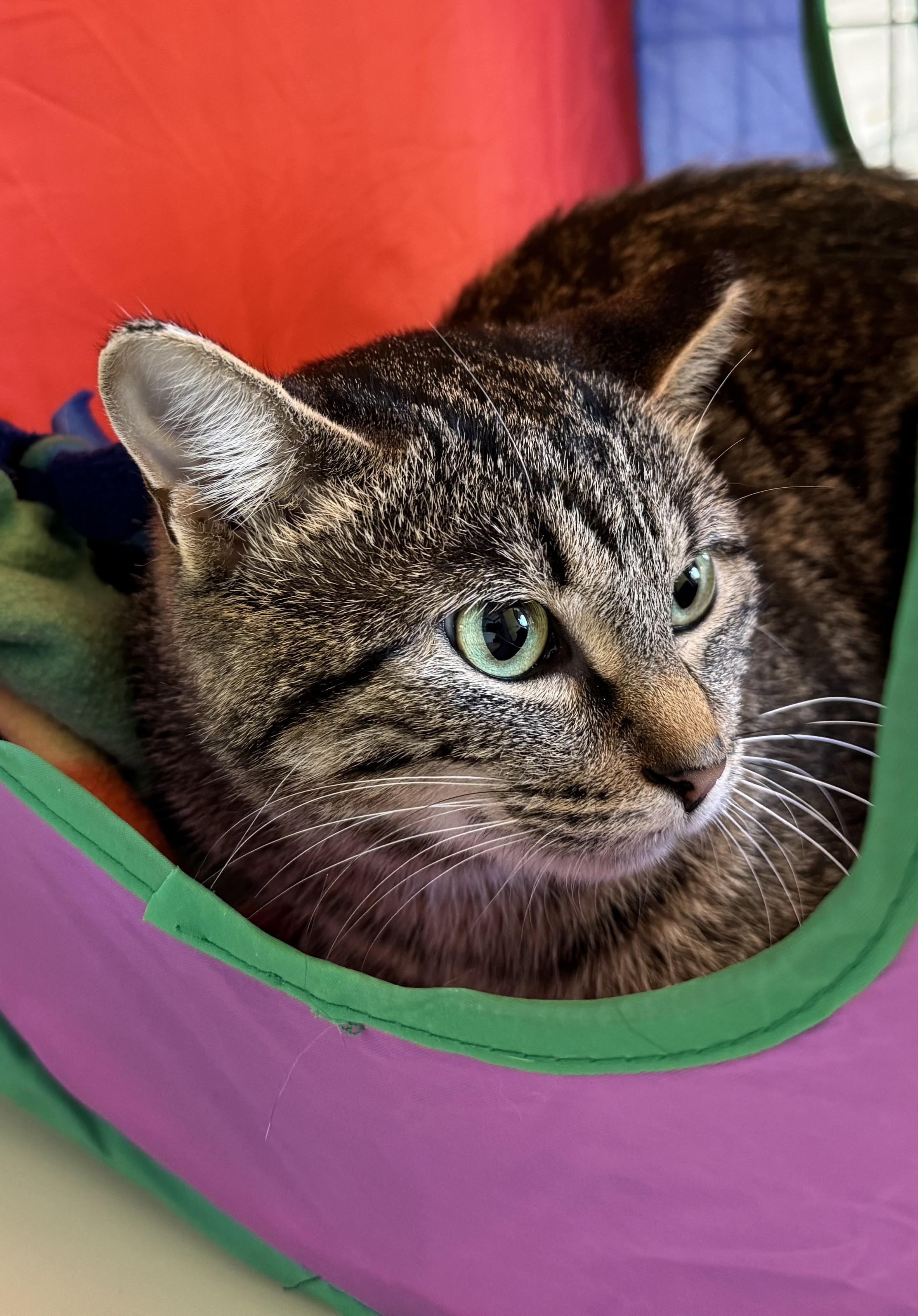 Yippie, Adoptable, Adult Female Domestic Short Hair.