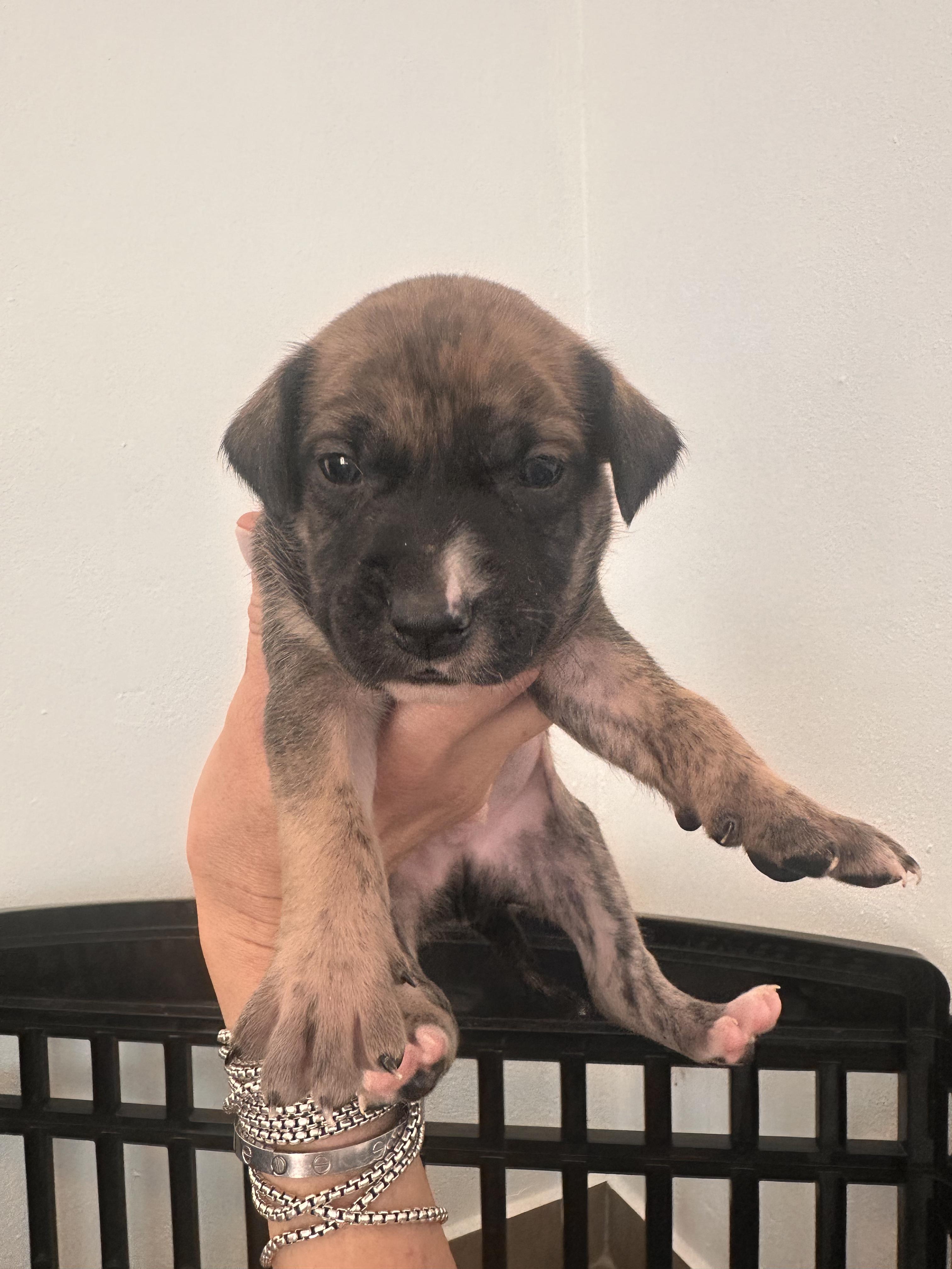 Paulie - The Petite Prince, an adoption pending mixed breed in Boston, MA image 2/4