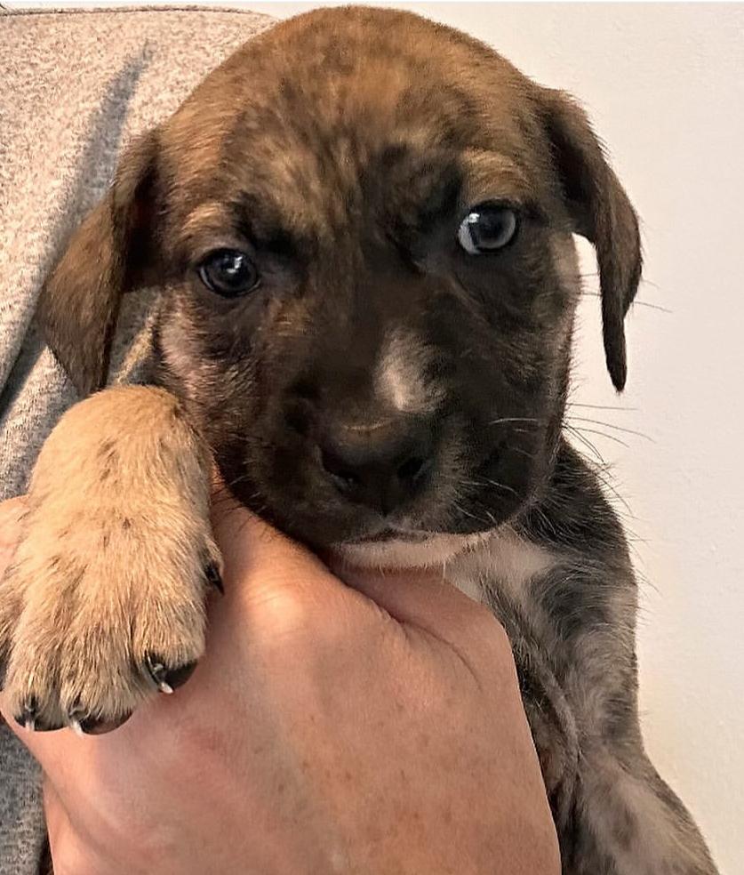 Paulie - The Petite Prince, an adoption pending mixed breed in Boston, MA image 1/4