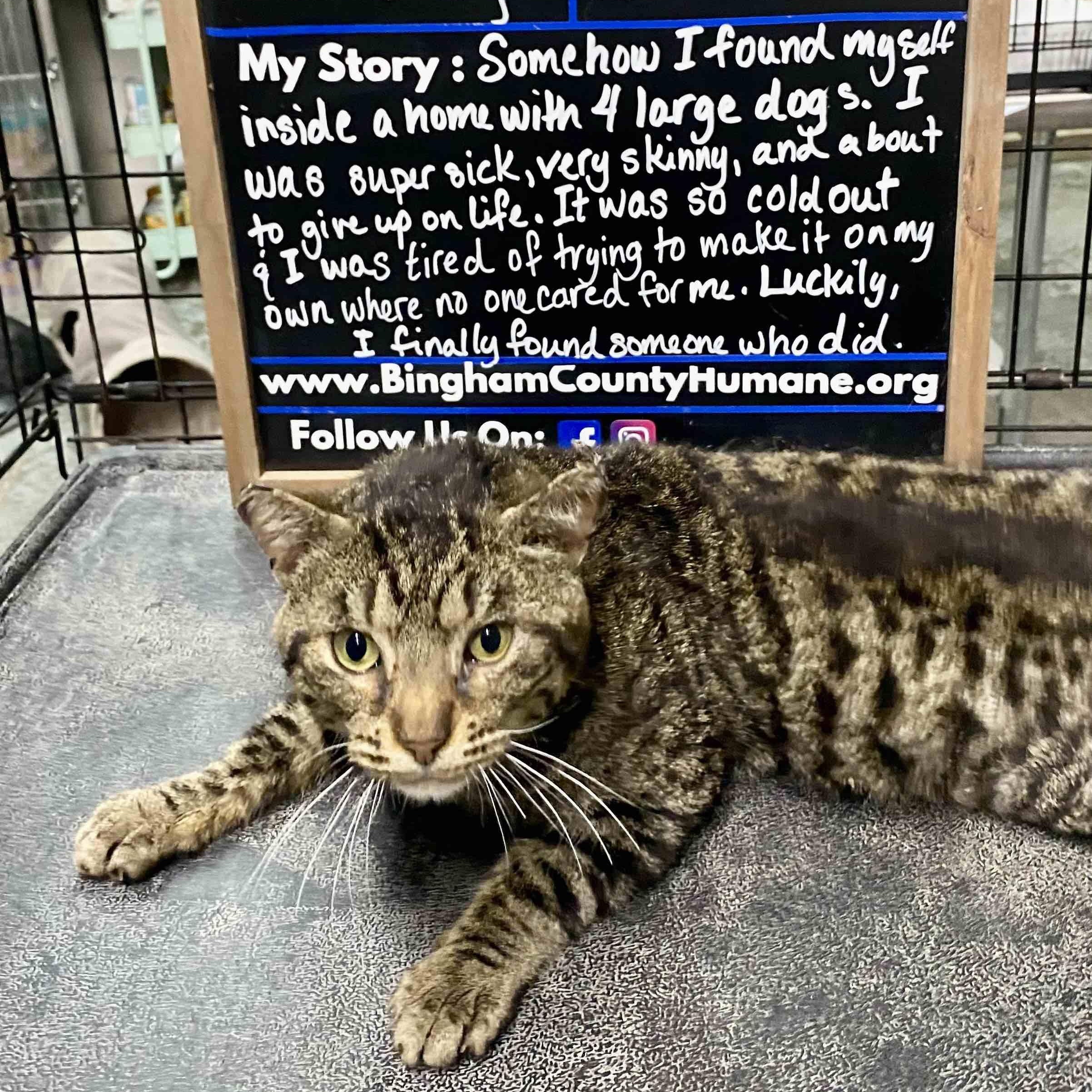 Buddy, adoptable, Adult Male Domestic Short Hair.