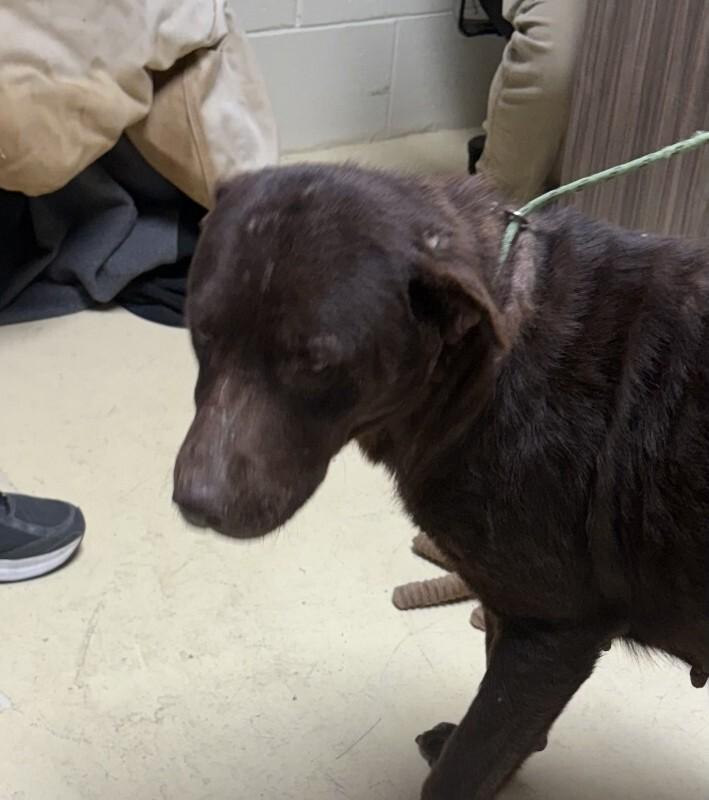 HAZEL 12/11/2025, Adoptable, Adult Female Chocolate Labrador Retriever.