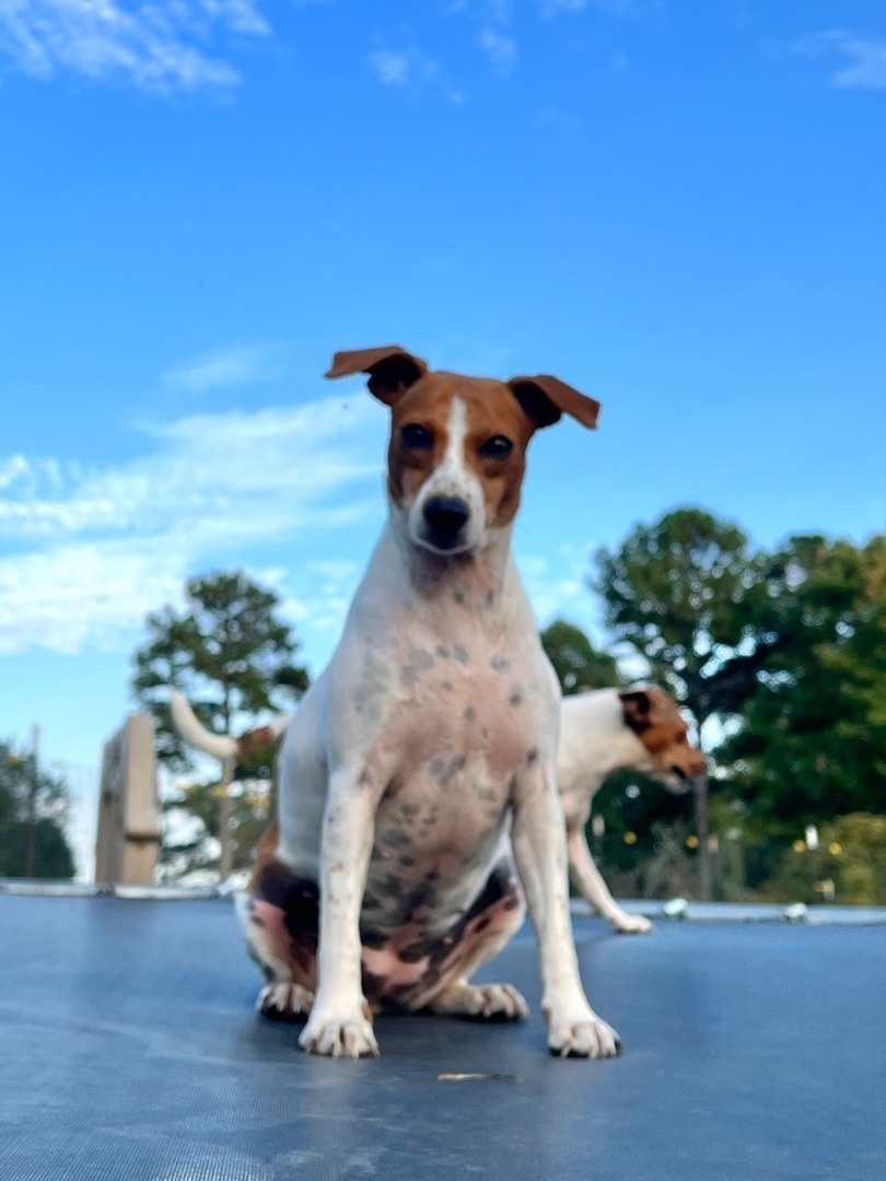 Betty White, Adoptable, Adult Female Jack Russell Terrier.