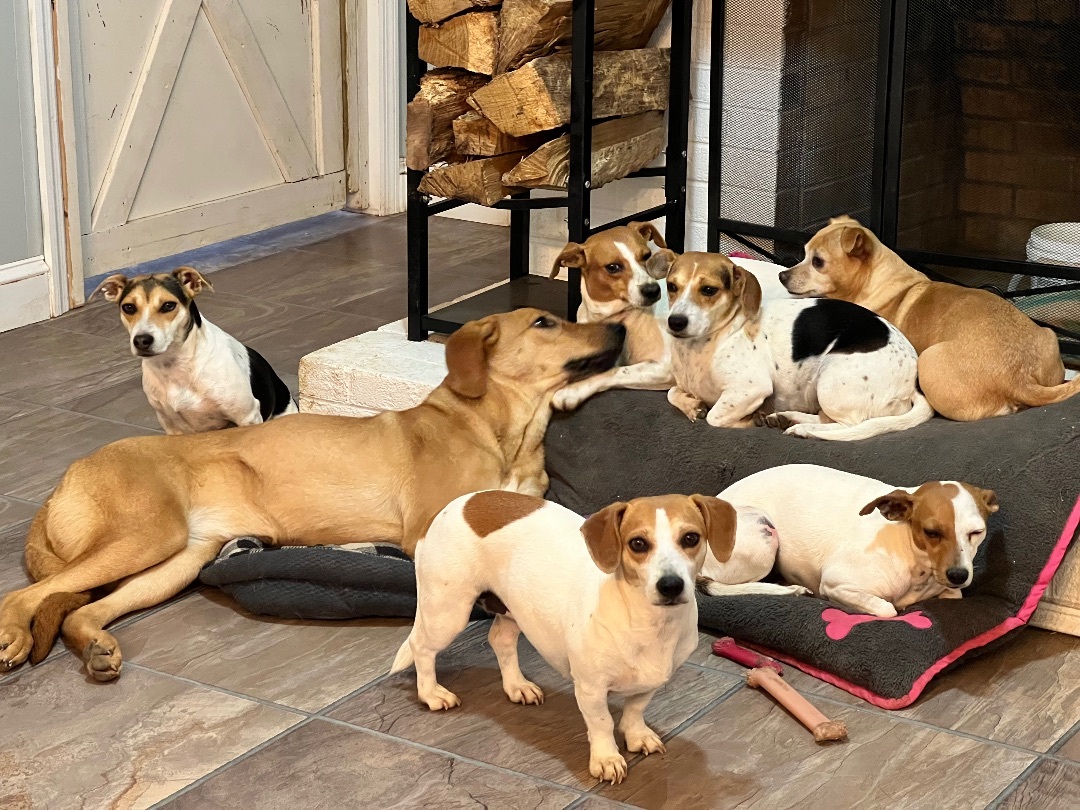 Betty White, a Adoptable mixed breed in Athens, TN image 2/19