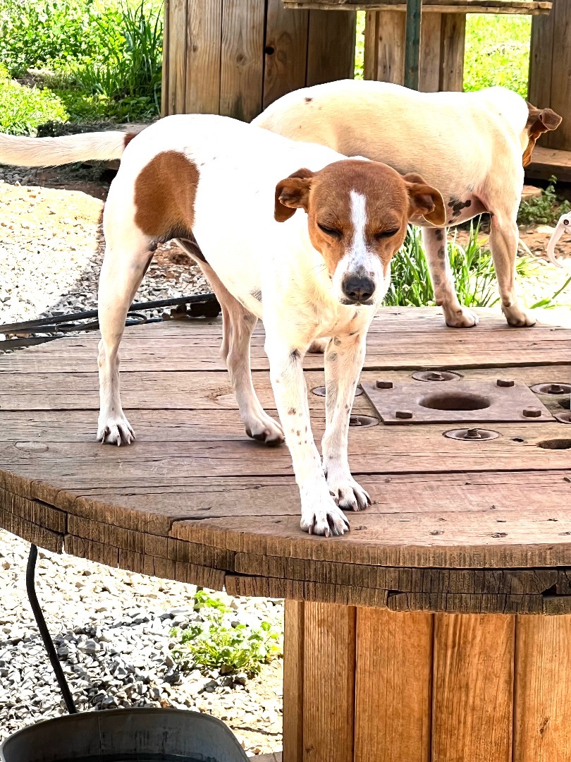 Betty White, a Adoptable mixed breed in Athens, TN image 3/19