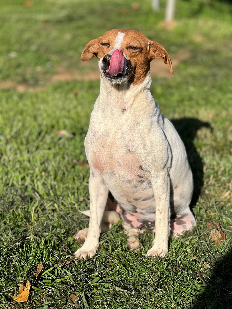 Betty White, a Adoptable mixed breed in Athens, TN image 4/19