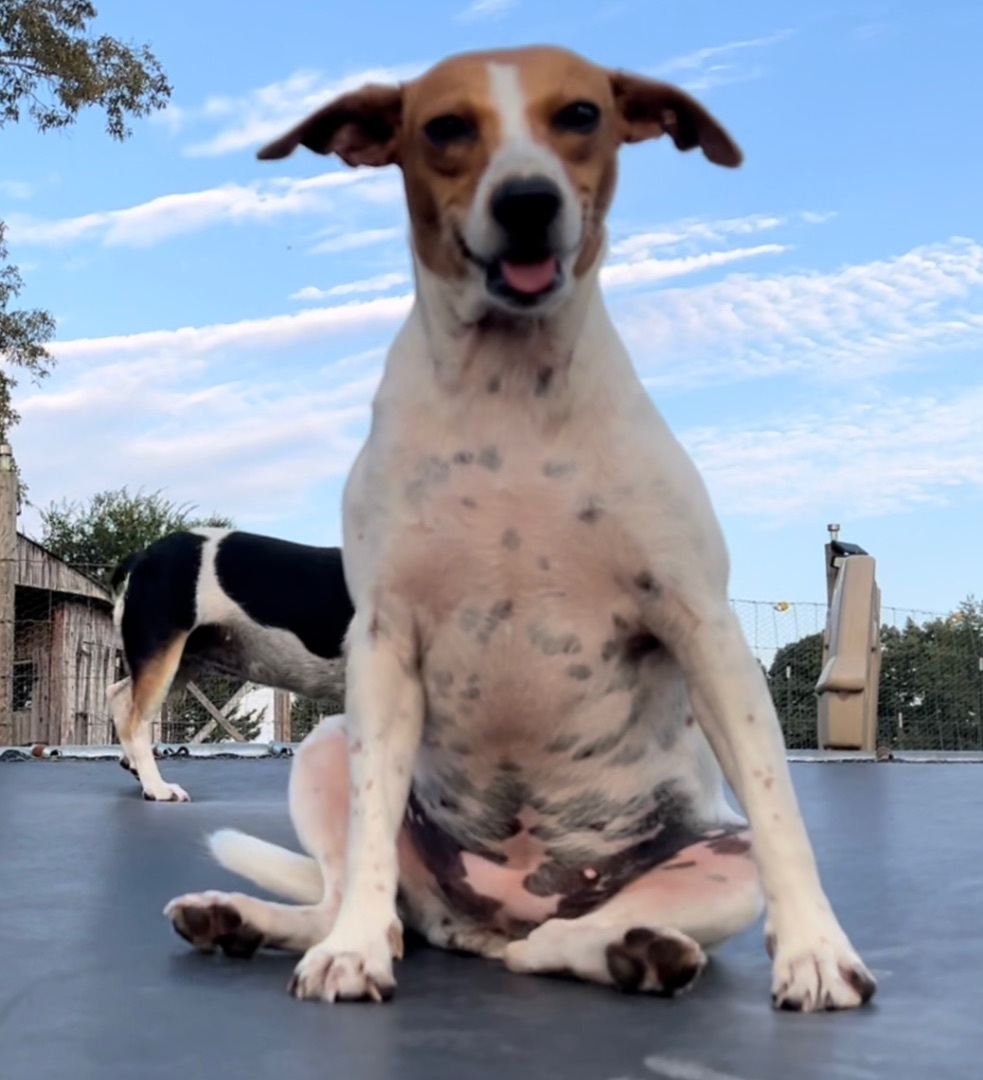 Betty White, a Adoptable mixed breed in Athens, TN image 5/19