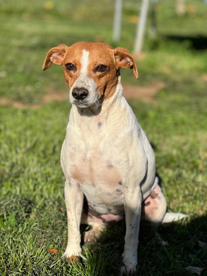 Betty White, a Adoptable mixed breed in Athens, TN image 6/19