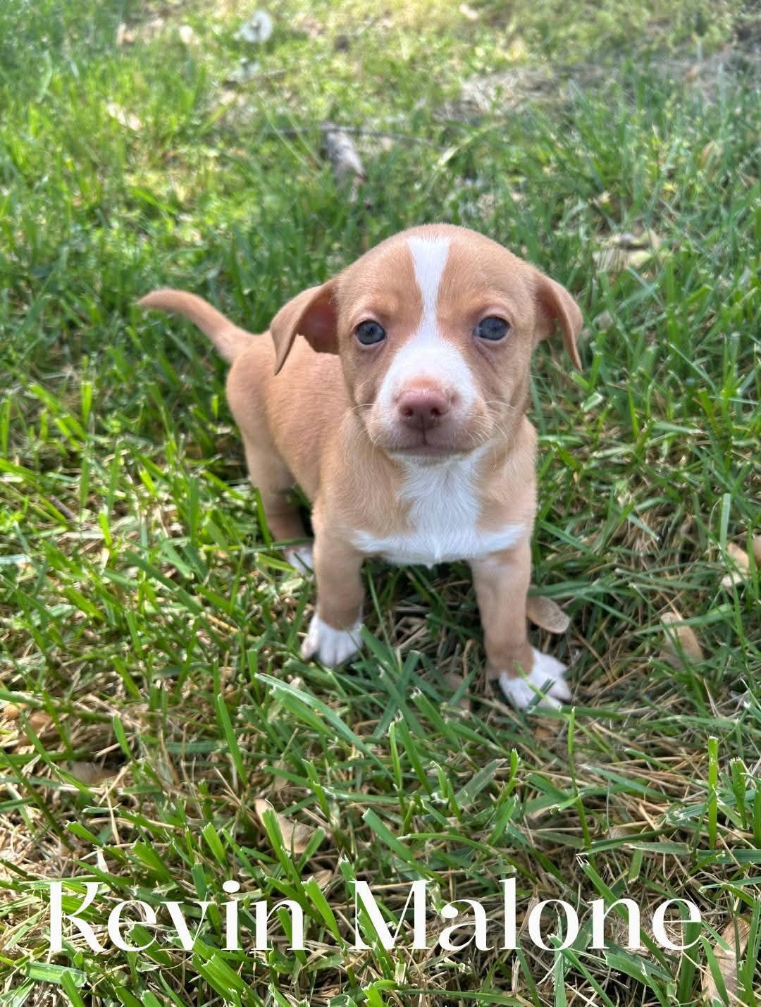 Enlarge Kevin Malone, an adopted mixed breed in Spring hill, TN image 1/1