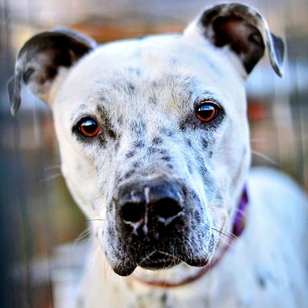 Axel Rose, Adult Male Dalmatian