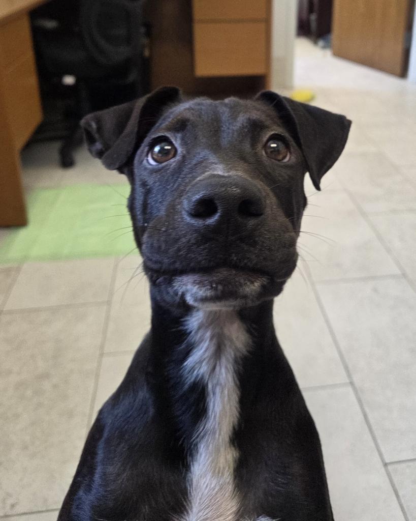 Enlarge Duncan, a Adoptable mixed breed in New Orleans, LA image 1/6