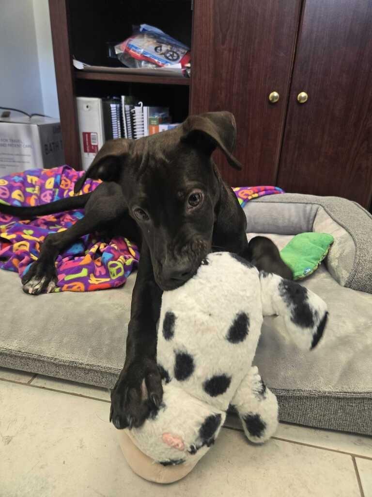 Enlarge Duncan, a Adoptable mixed breed in New Orleans, LA image 2/6