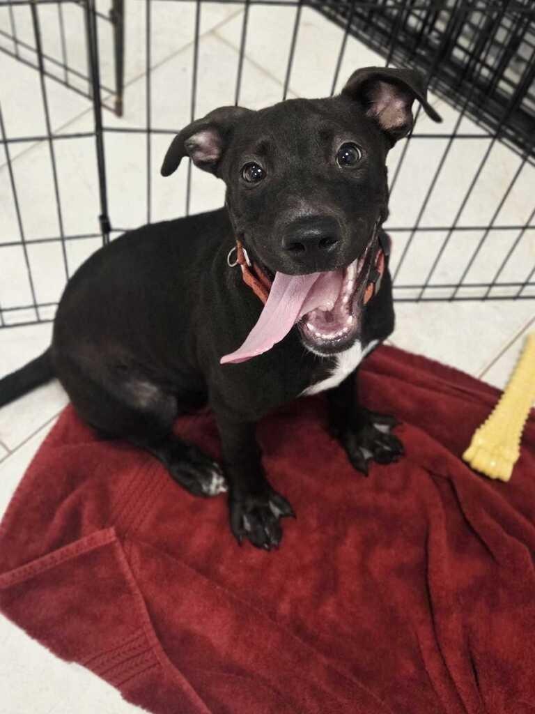 Enlarge Duncan, a Adoptable mixed breed in New Orleans, LA image 3/6