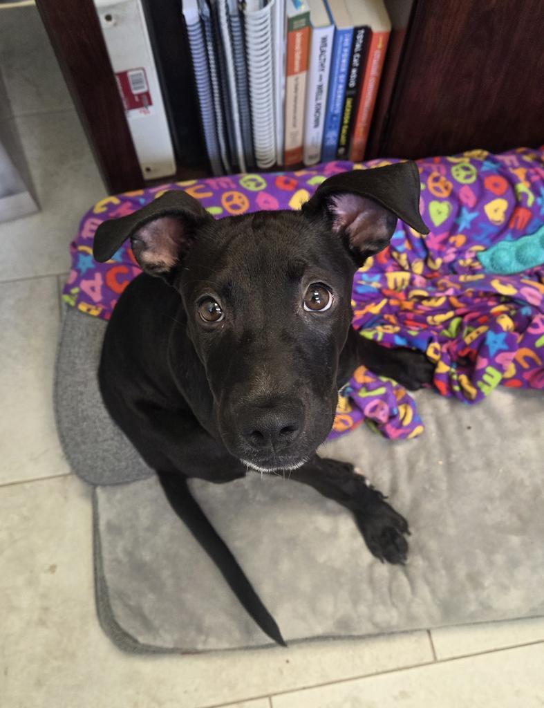Enlarge Duncan, a Adoptable mixed breed in New Orleans, LA image 4/6