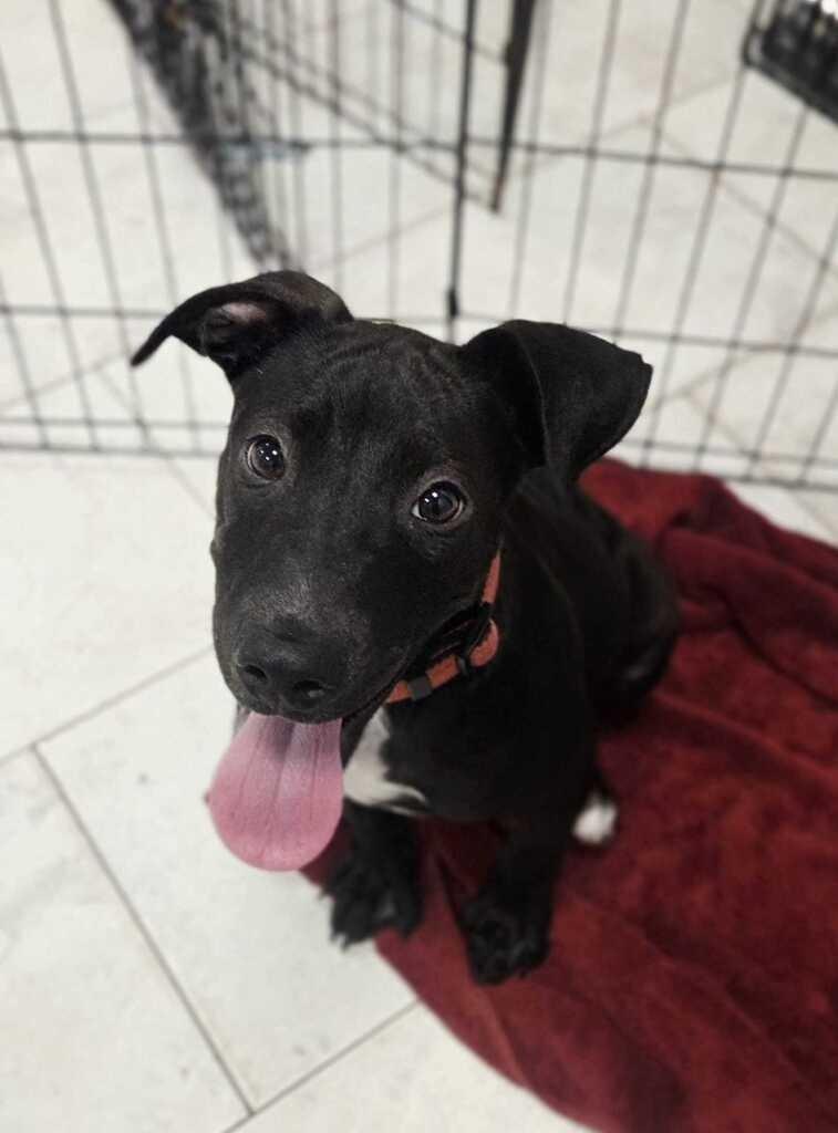 Enlarge Duncan, a Adoptable mixed breed in New Orleans, LA image 5/6