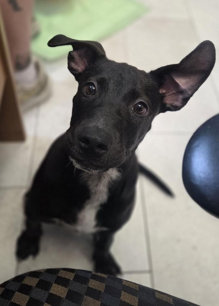Enlarge Duncan, a Adoptable mixed breed in New Orleans, LA image 6/6