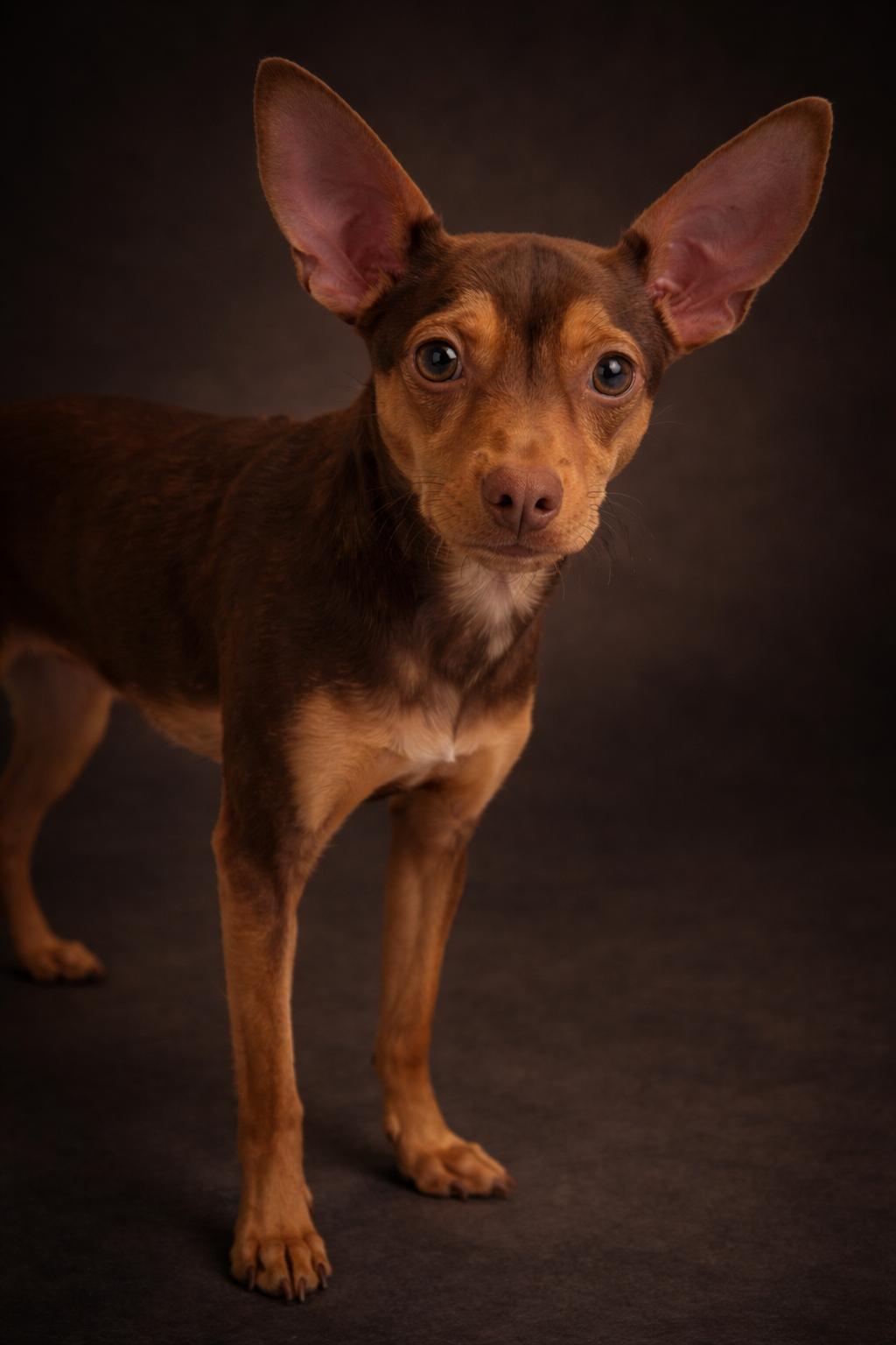 Enlarge Dobby , an adopted mixed breed in Wooster, OH image 1/1