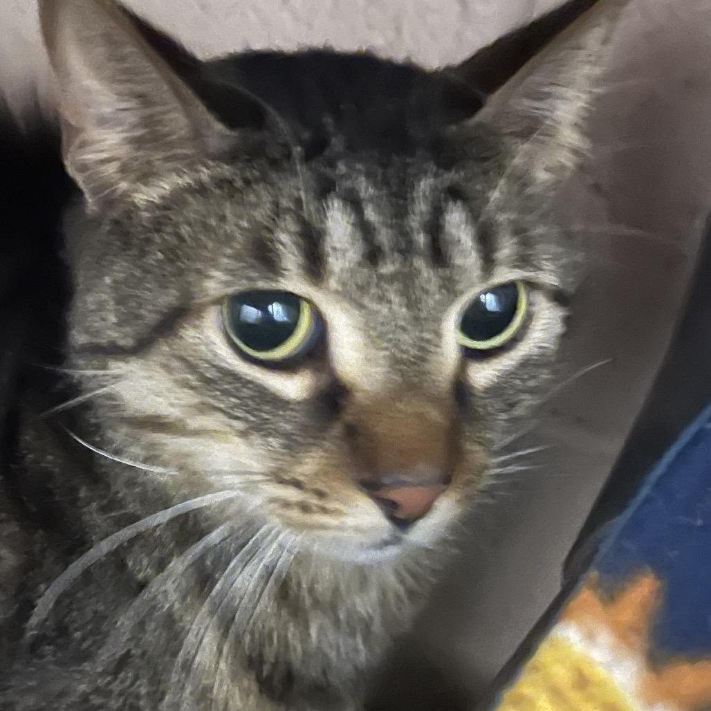 George, Adoptable, Senior Male Domestic Short Hair.