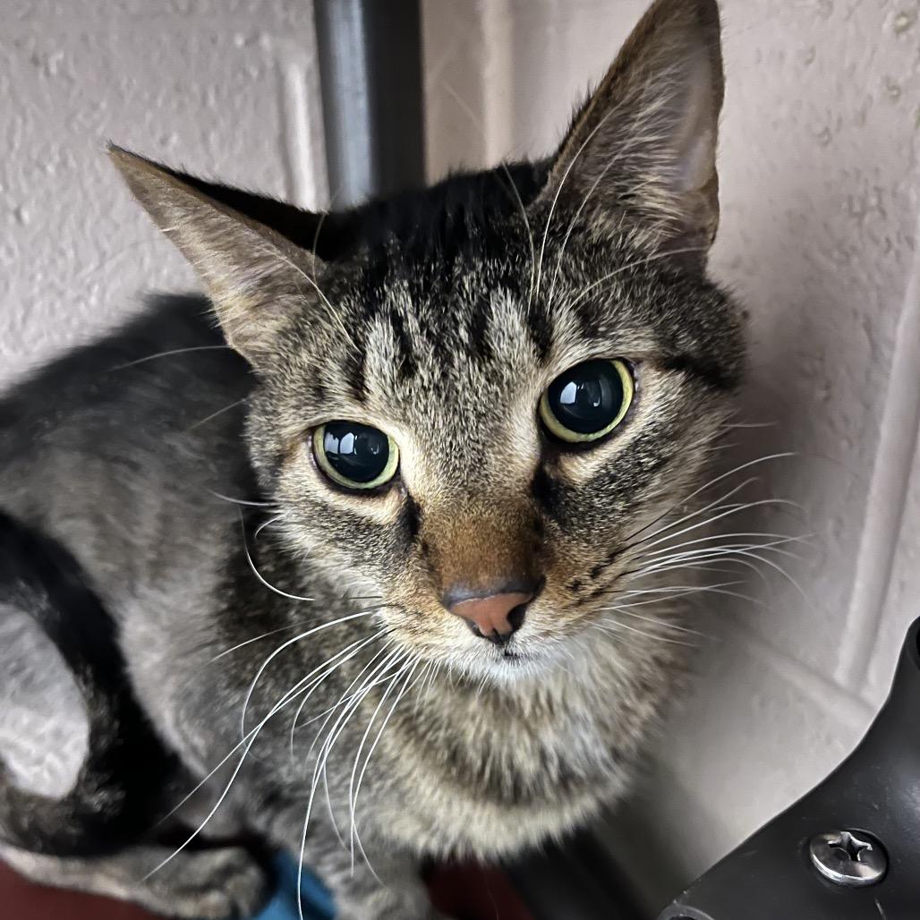 Enlarge George, a Adoptable Domestic Short Hair in Owosso, MI image 2/2