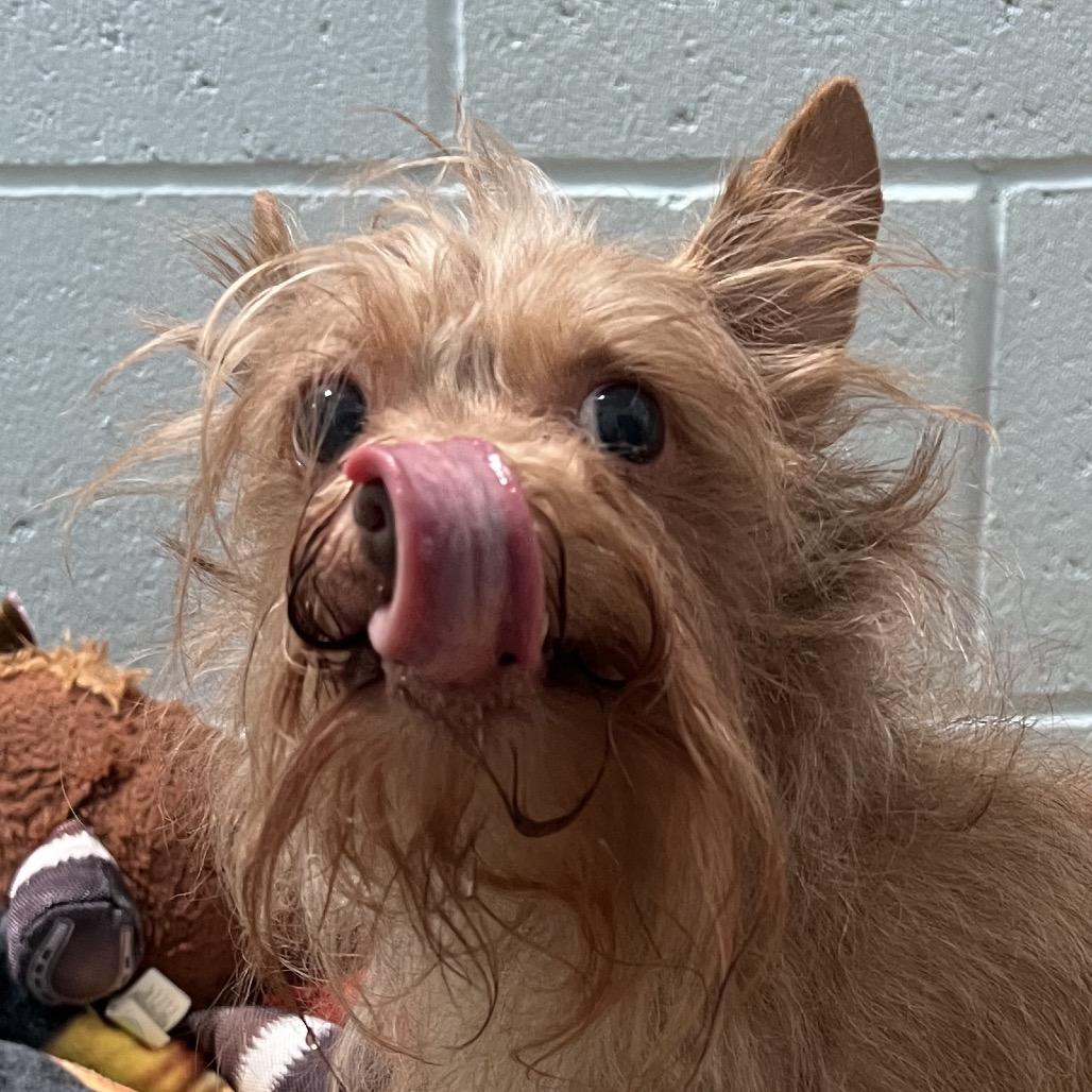Pumbaa, Adoptable, Senior Male Yorkshire Terrier & Chihuahua.