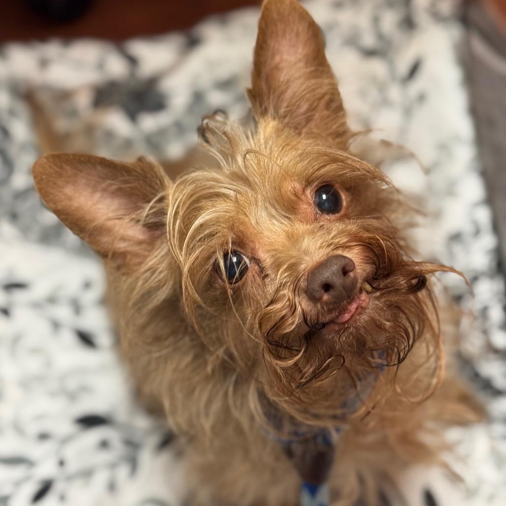 Enlarge Pumbaa, a Adoptable mixed breed in Santa Barbara, CA image 2/2