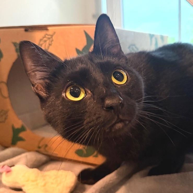Enlarge Kit, a Adoptable Domestic Short Hair in Saint Charles, MO image 1/2