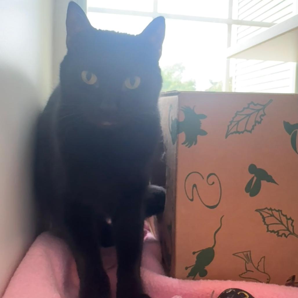 Enlarge Kit, a Adoptable Domestic Short Hair in Saint Charles, MO image 2/2