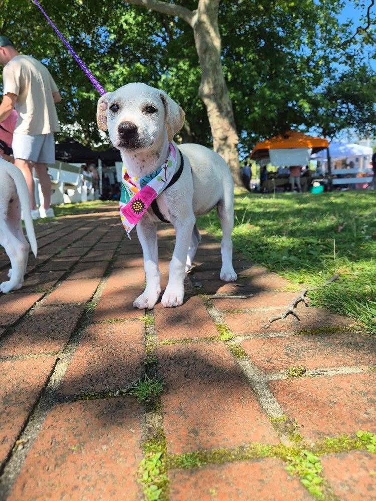 Leia, Adoptable, Puppy Female Labrador Retriever & Retriever.