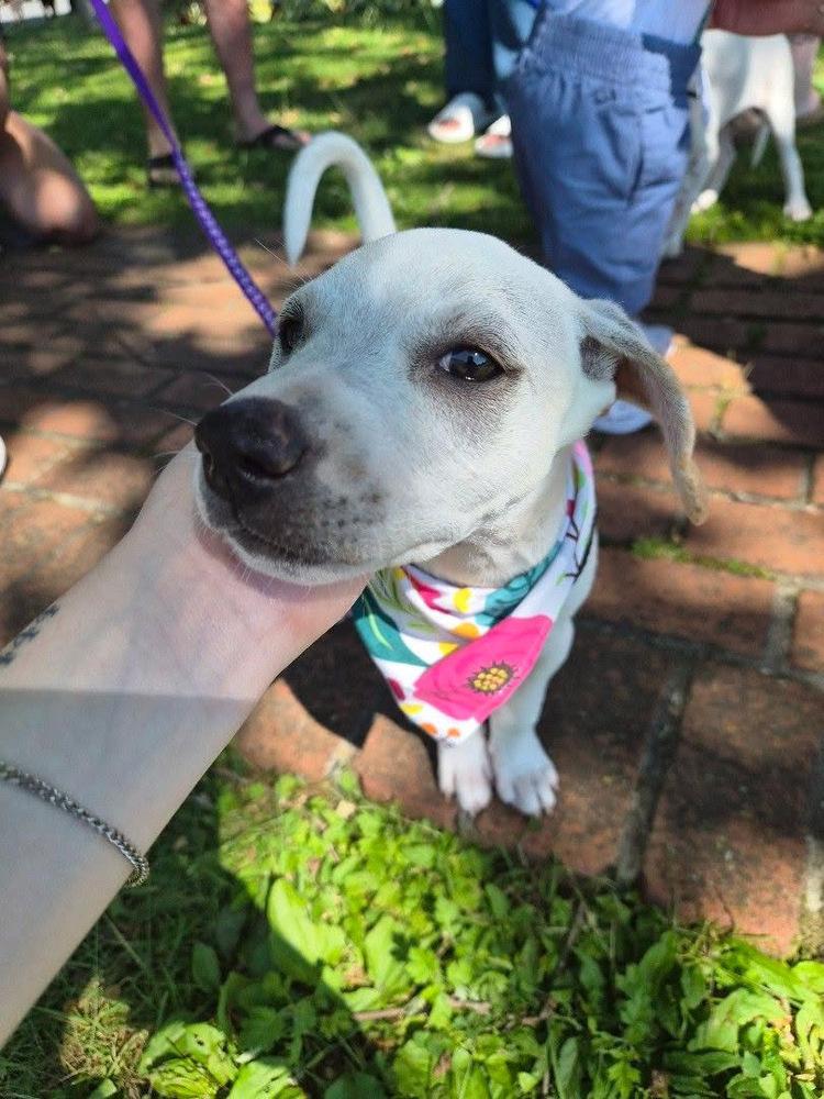 Leia, a Adoptable mixed breed in Valley Stream, NY image 2/4