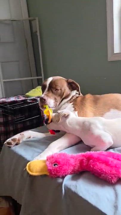 Enlarge Leia, a Adoptable mixed breed in Valley Stream, NY video 4/4