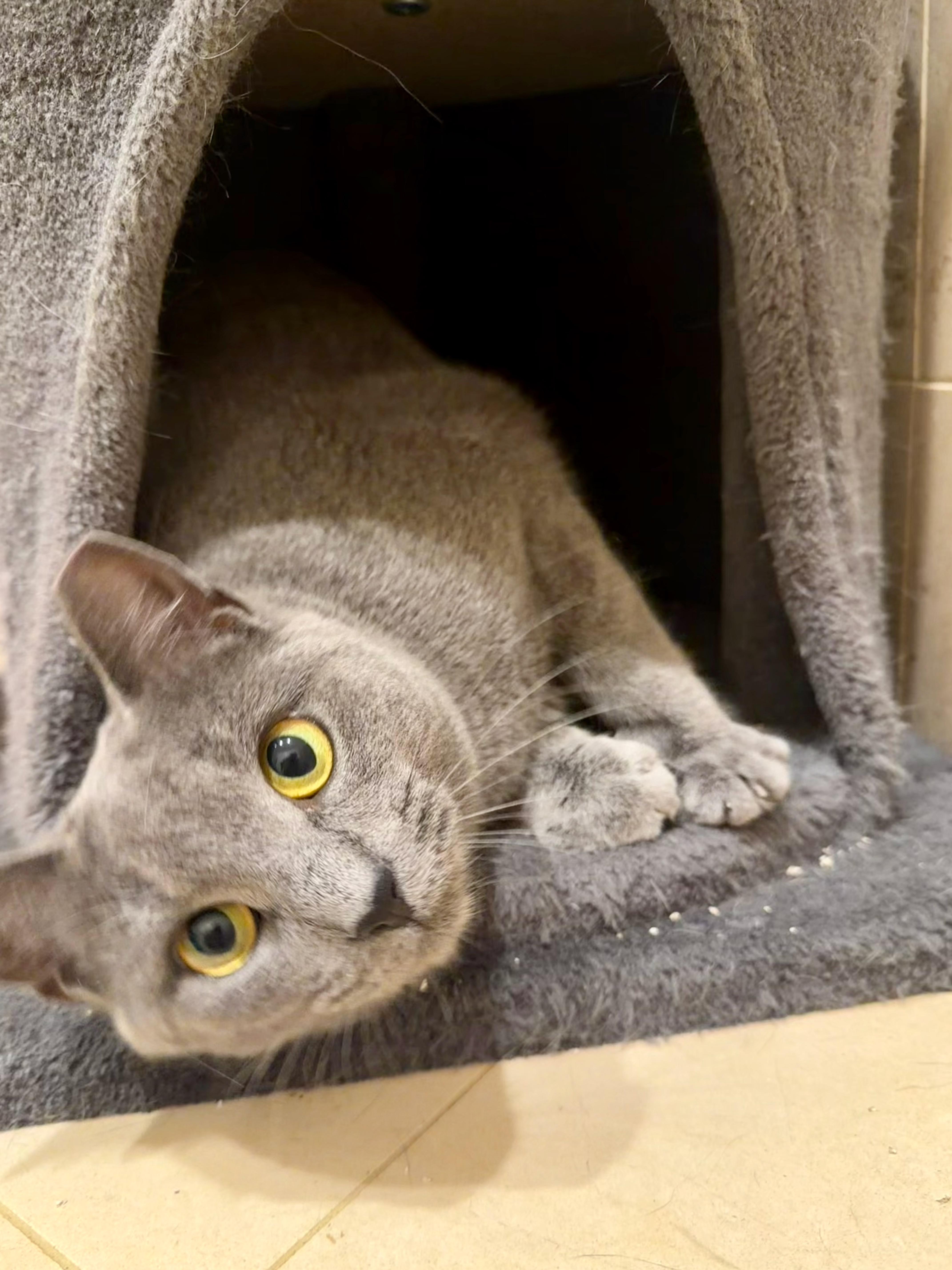 Olive, adopted, Adult Female Domestic Short Hair.