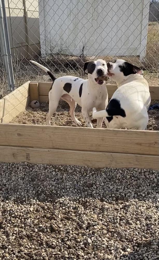 Soda Pop, Adoptable, Adult Male Mixed Breed.