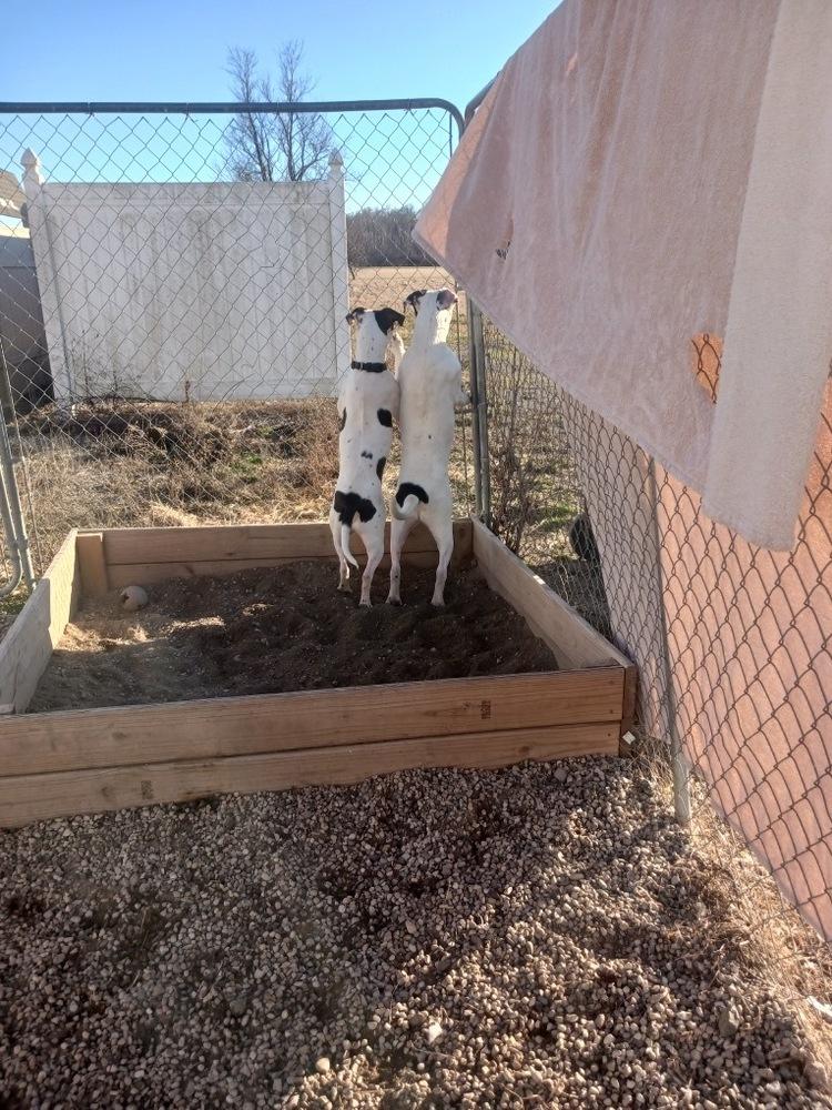 Enlarge Soda Pop, a Adoptable mixed breed in Germantown, OH image 2/6