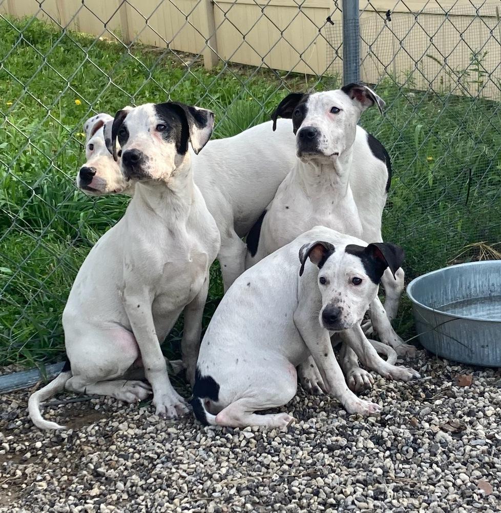 Enlarge Soda Pop, a Adoptable mixed breed in Germantown, OH image 3/6