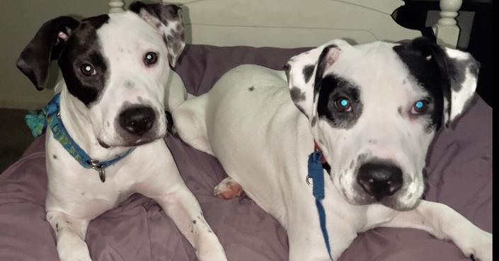 Enlarge Soda Pop, a Adoptable mixed breed in Germantown, OH image 4/6