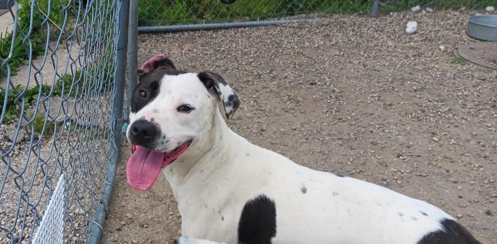 Enlarge Soda Pop, a Adoptable mixed breed in Germantown, OH image 5/6