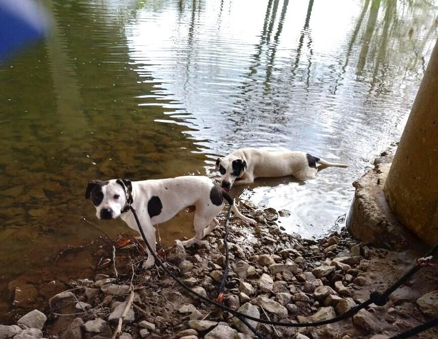 Enlarge Soda Pop, a Adoptable mixed breed in Germantown, OH image 6/6