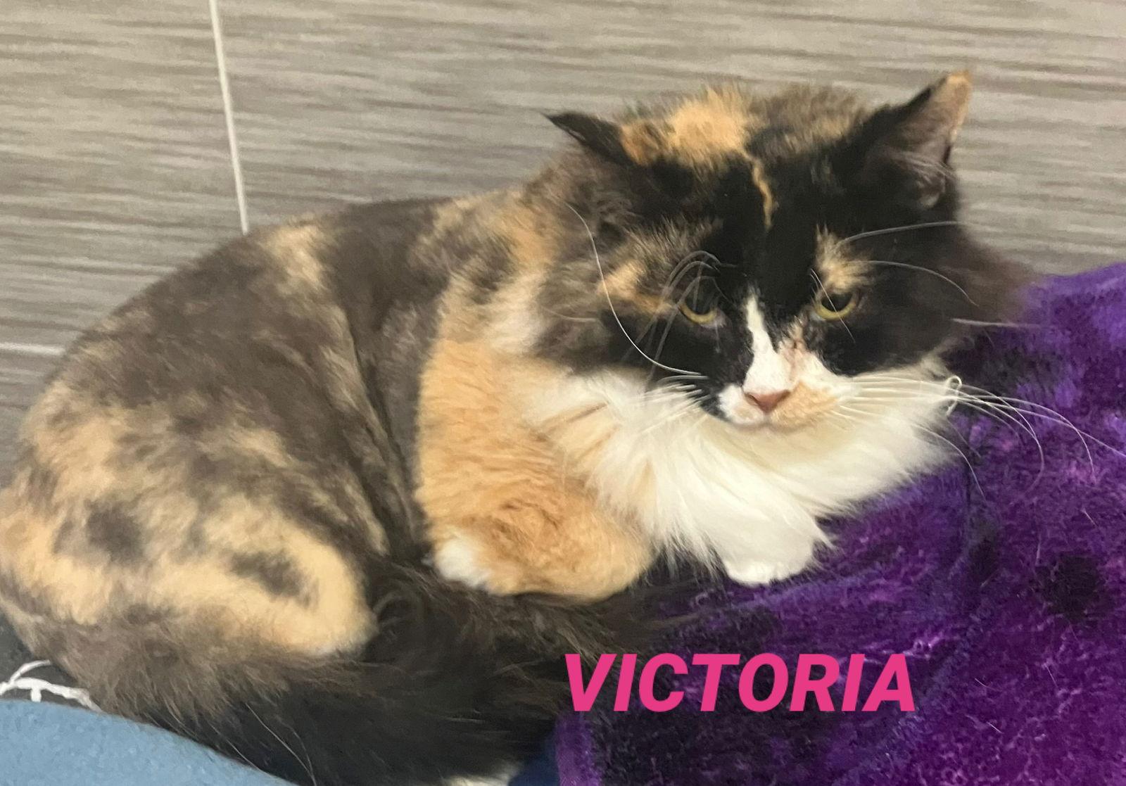 Victoria is now in foster care, Adoptable, Adult Female Calico.