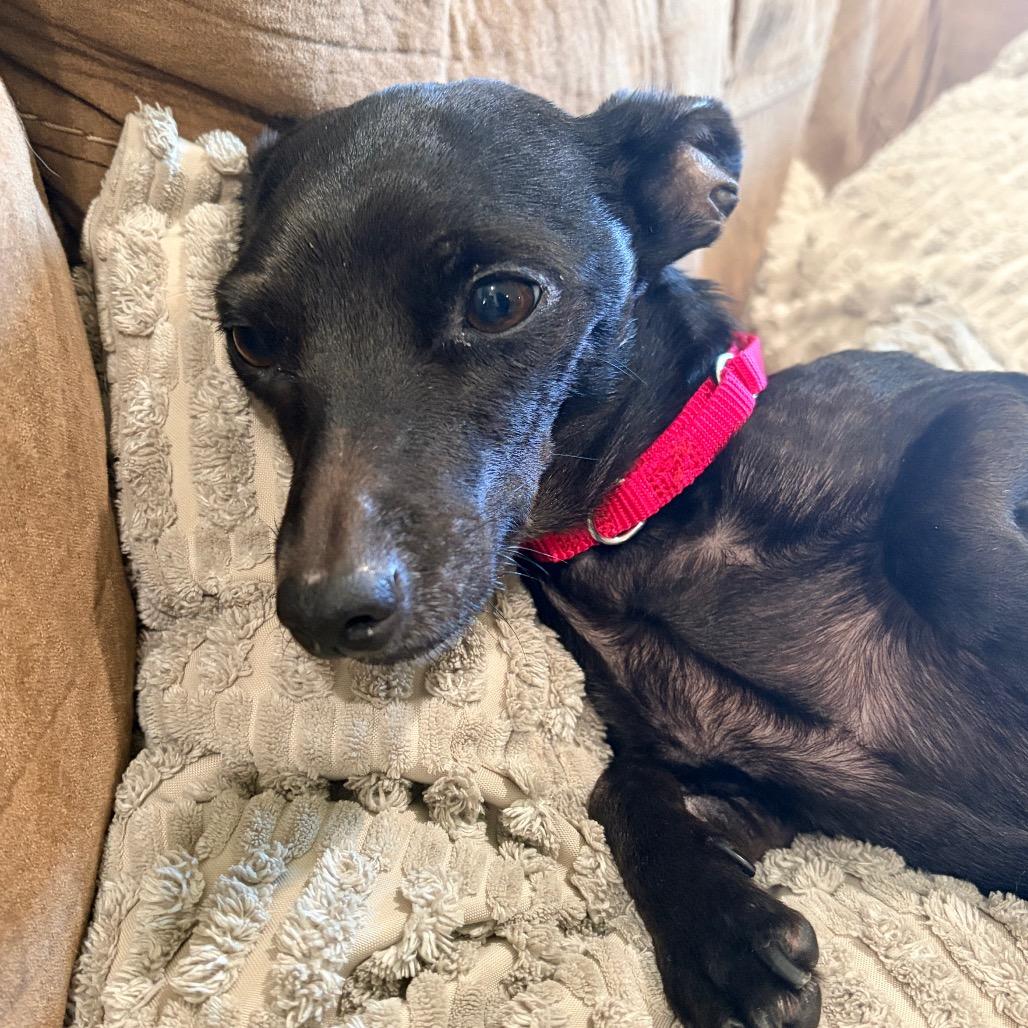 Darlene, a Adoptable Chihuahua in Avon, OH image 2/6