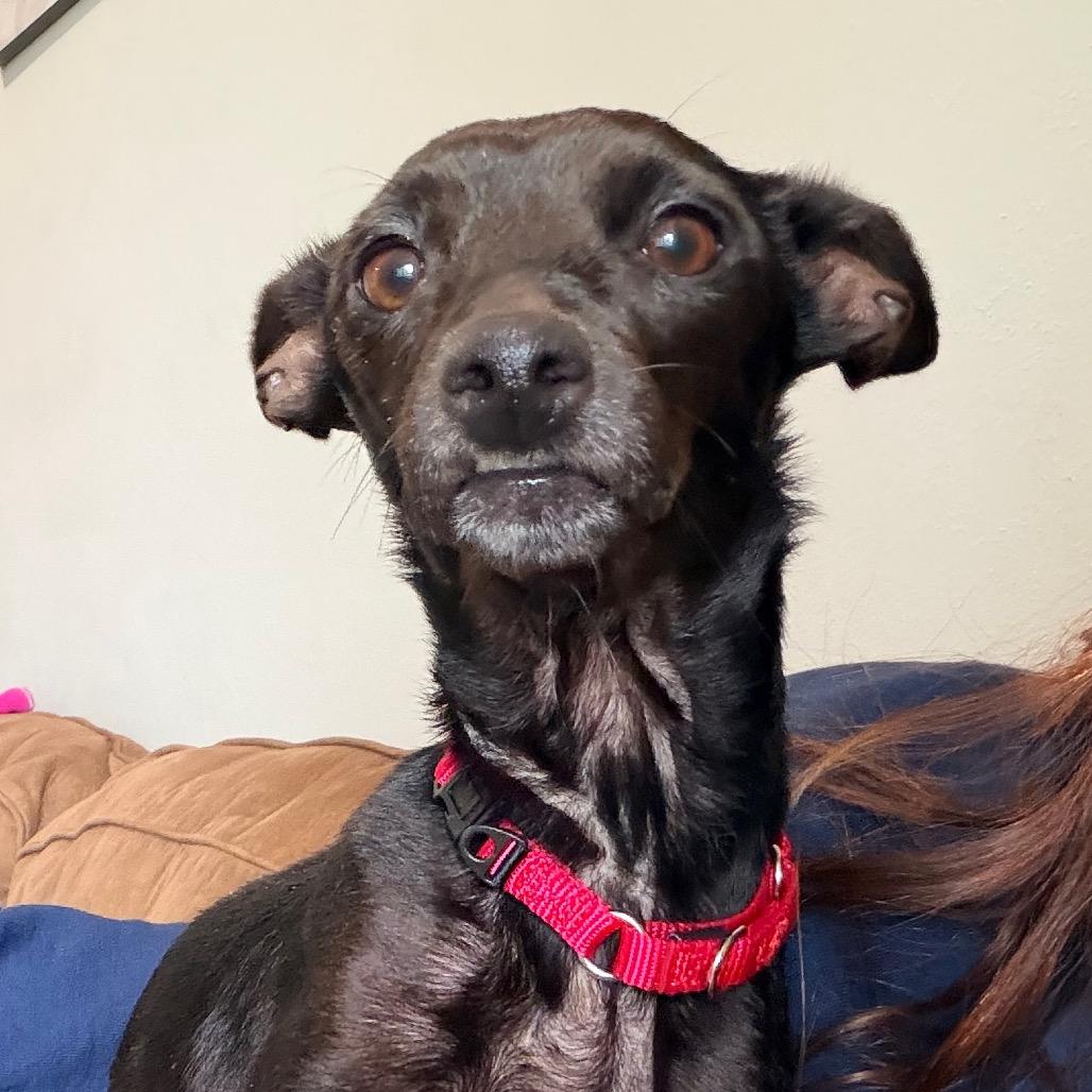 Darlene, a Adoptable Chihuahua in Avon, OH image 3/6