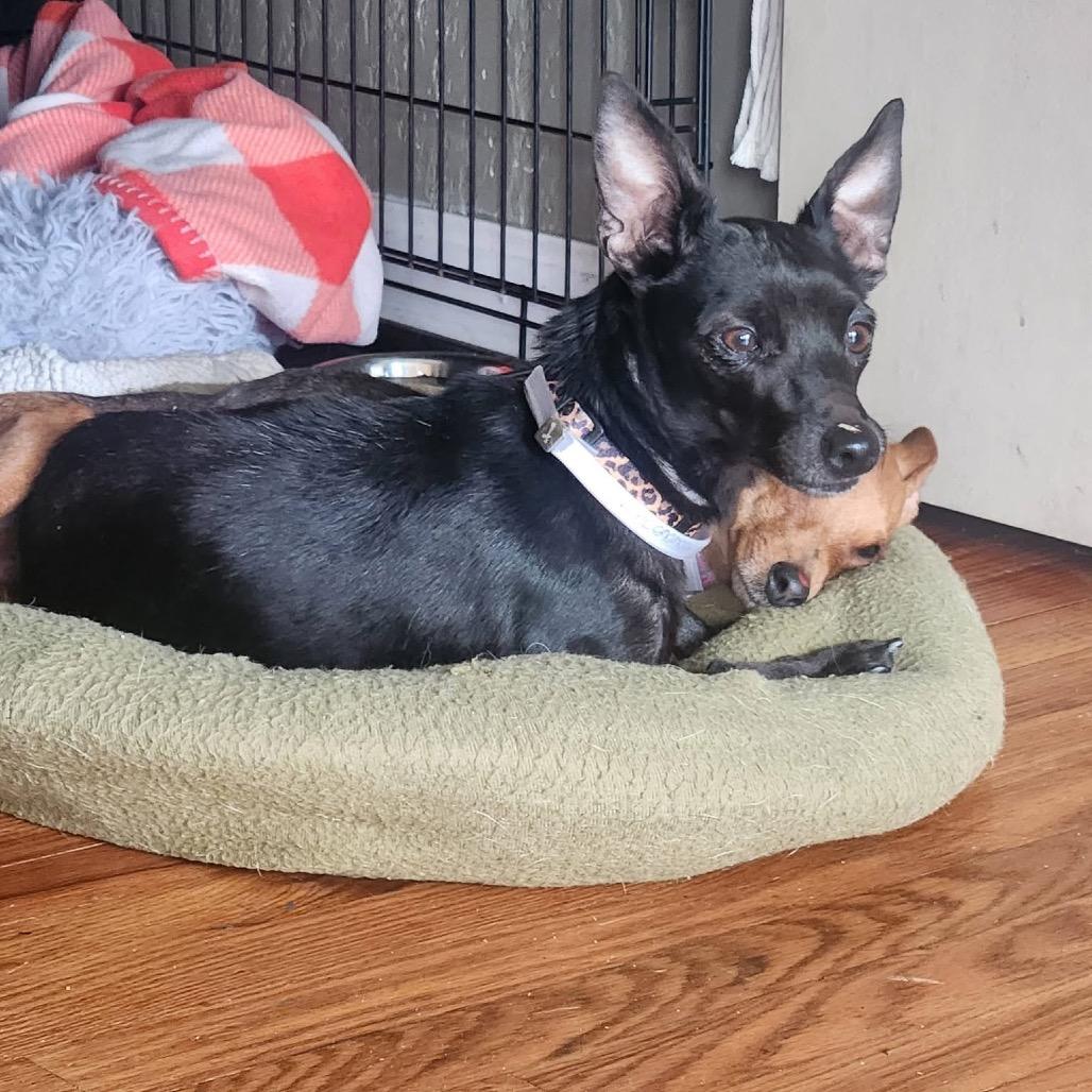 Darlene, a Adoptable Chihuahua in Avon, OH image 4/6
