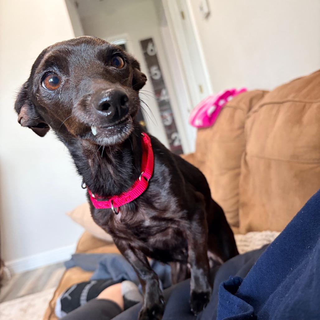 Darlene, a Adoptable Chihuahua in Avon, OH image 5/6