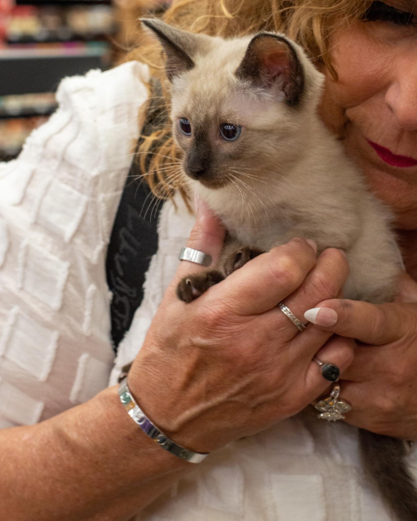 Coco, ADOPTABLE, Kitten Female Siamese.