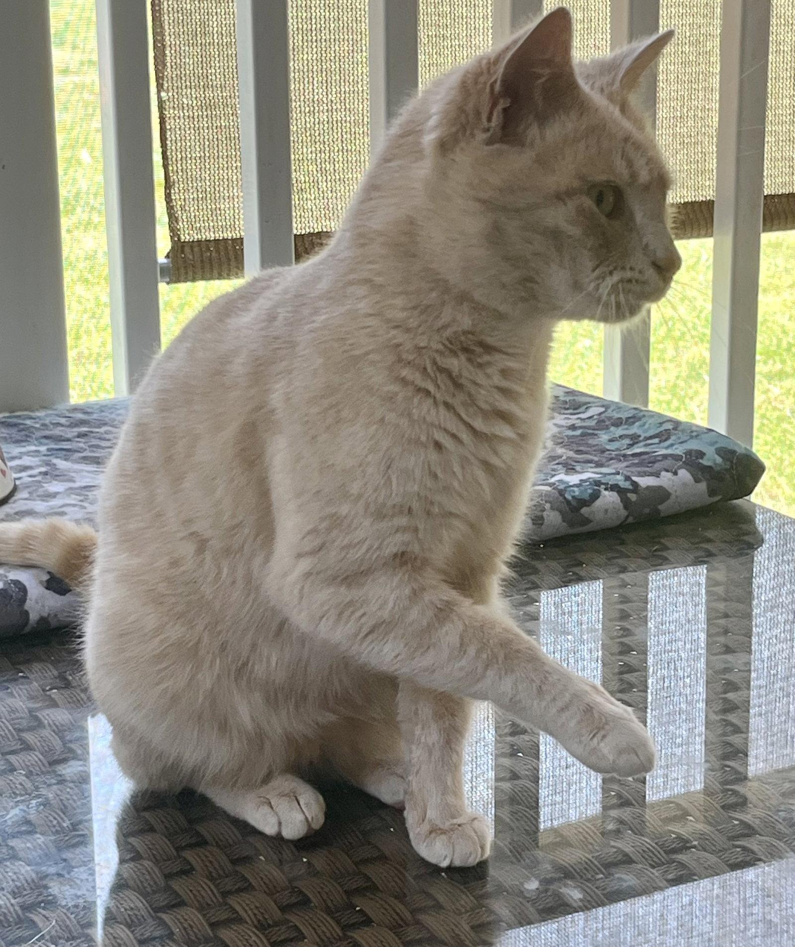 Enlarge Peaches, a Adopted Tabby in Rural Hall, NC image 1/1