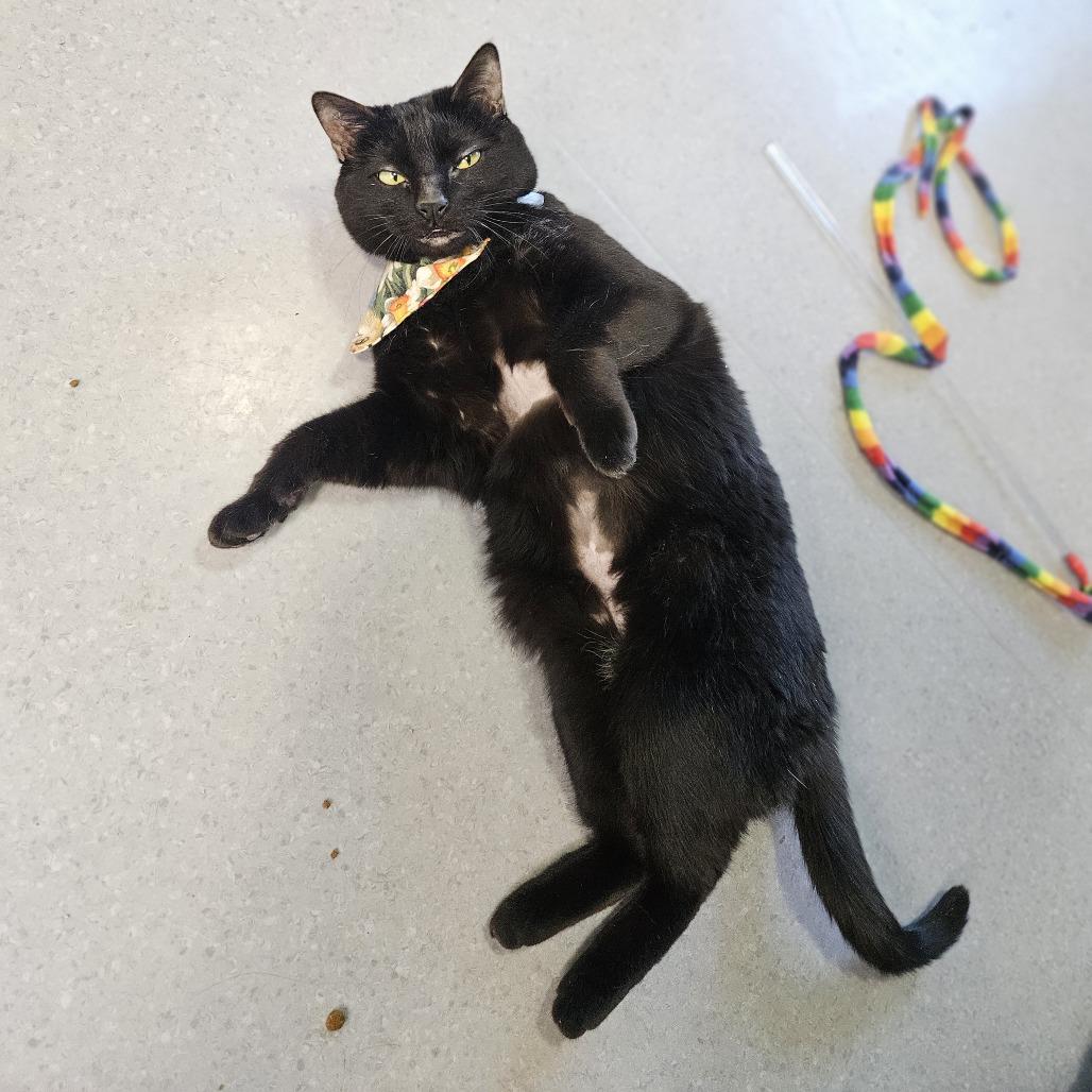 Bear, Adoptable, Adult Female Domestic Short Hair.