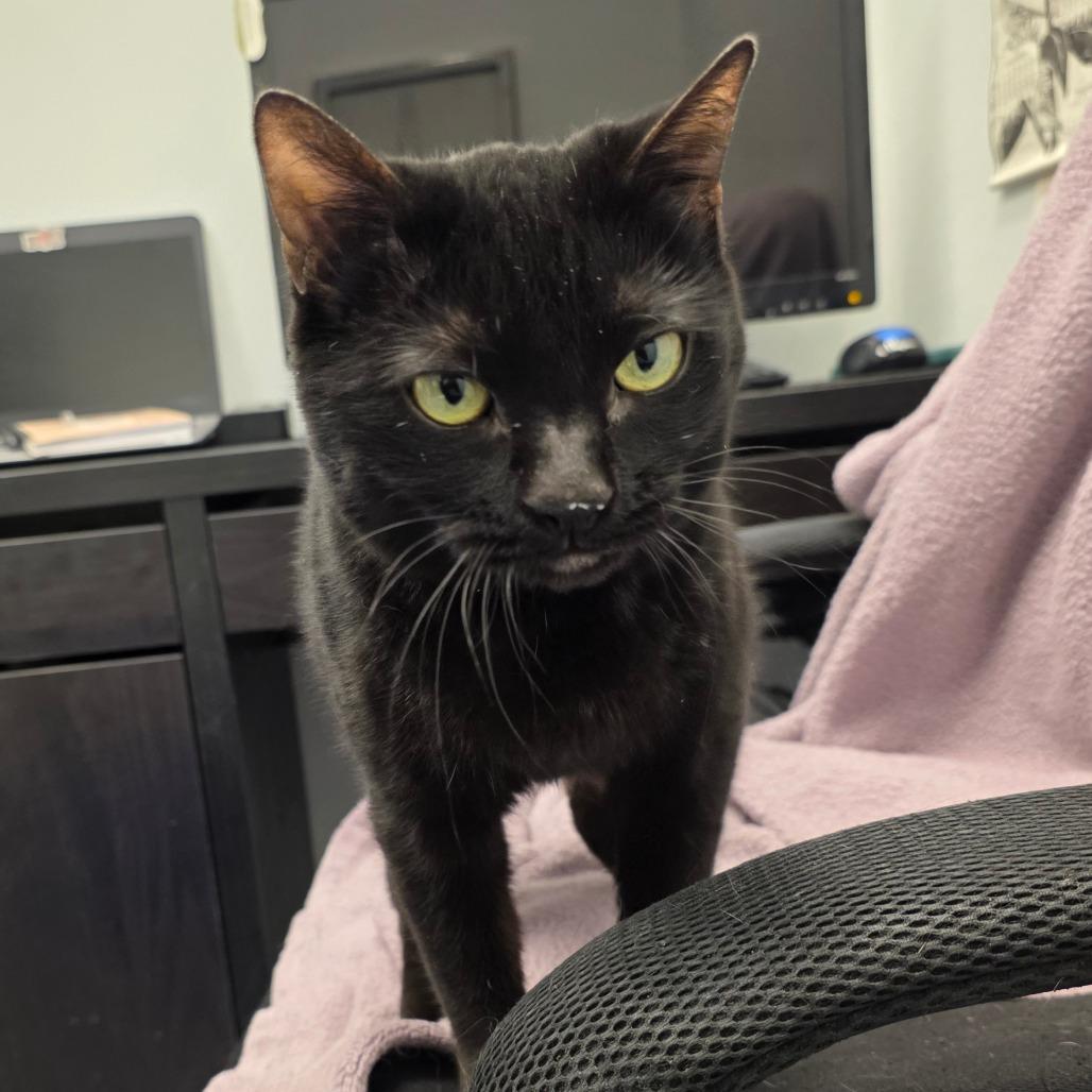 Bear, a Adoptable Domestic Short Hair in Lakewood, CO image 2/6