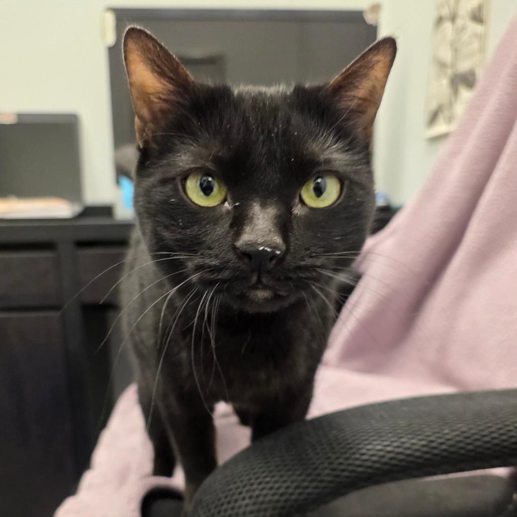 Bear, a Adoptable Domestic Short Hair in Lakewood, CO image 3/6