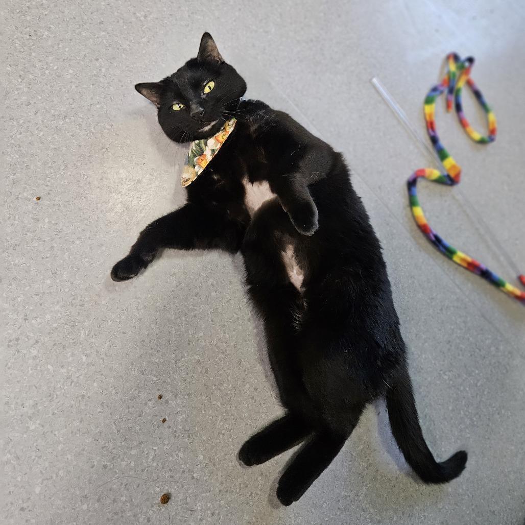 Bear, a Adoptable Domestic Short Hair in Lakewood, CO image 4/6