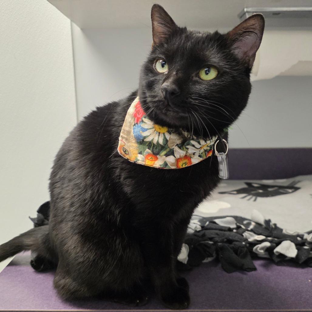 Bear, a Adoptable Domestic Short Hair in Lakewood, CO image 5/6