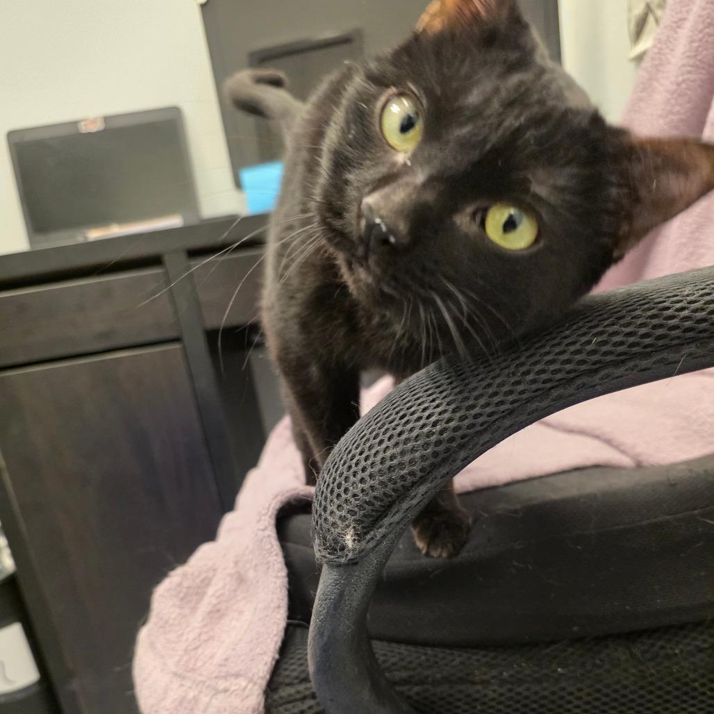 Bear, a Adoptable Domestic Short Hair in Lakewood, CO image 6/6
