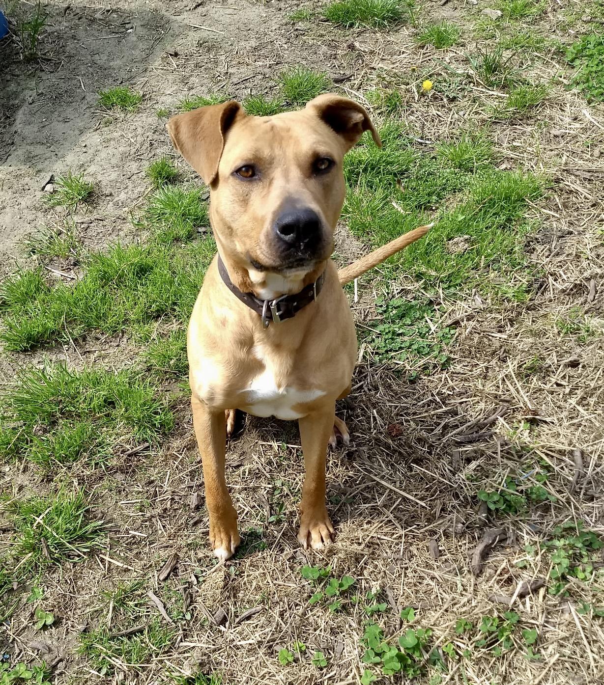 Enlarge Bruce, a ADOPTABLE mixed breed in Petersburg, VA image 4/6